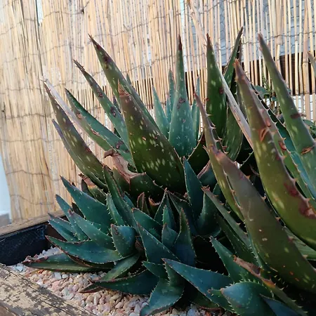 La Placita Dom wakacyjny Saragossa