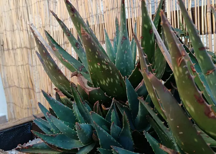 La Placita Casa vacanze Saragozza